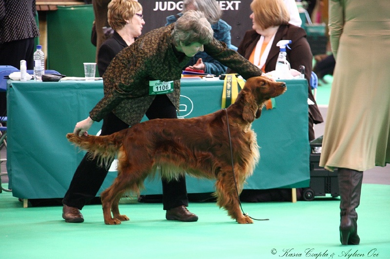 Crufts2011 398.jpg